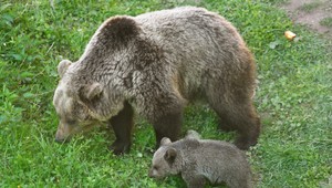 Európski odborníci vyzývajú Tarabu na zastavenie plošného odstrelu medveďov