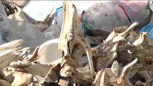 V lese na juhu Slovenska našli rozkladajúce pozostatky ošípaných. Pravdepodobne ich priviezli z Maďarska