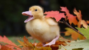 VIDEO: Miesto psa káčatko. Takto ho treba venčiť...