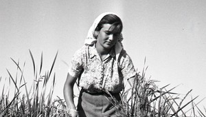 Keď sa u nás pestovala ryža. Skúšali sme to v 16. storočí, v 50.-tych rokoch 20. storočia a aj nedávno