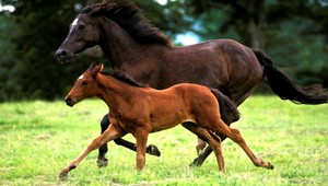 Na Záhorí žijú kone v OTRASNÝCH podmienkach, sedem uhynulo od hladu