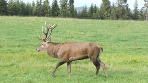 Jeleň dal gól a predviedol takýto oslavný tanec
