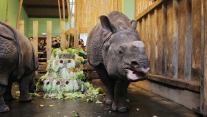 VIDEO: V Plzni sa narodilo vzácne nosorožie mláďa, matka ho nosila 485 dní