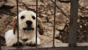 Zákaz vstupu psov do reštaurácií či kaviarní stále platí. Poslanci nový návrh neschválili