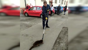 Rozruch v prešovských potravinách: Chlpatý zákazník sa skrýval medzi regálmi, skončil v policajnej klietke