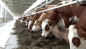 Drahšie krmivo pre zvieratá je predzvesťou drahšieho mlieka i výrobkov z neho