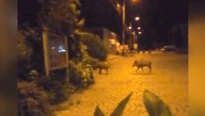 Polícia naháňa svine. Nočnými ulicami Humenného sa potuluje 9-členná partia