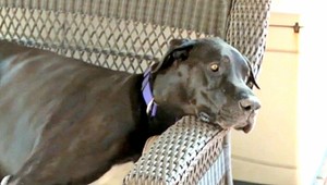 Bentley sa uchádza o titul najväčšieho psa na svete, váži vyše 100 kíl