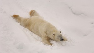 Zatiaľ čo u nás mrzlo, na Arktíde sa oteplilo. Podľa meteorológa je to normálne