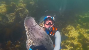 VIDEO: Potápača prekvapil tuleň. Skončili v objatí