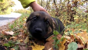 Vyhodené šteniatka na ceste. Jedno z nich zrazilo auto