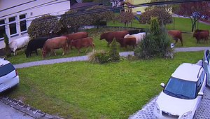 Kravy terorizujú dedinu a blokujú cesty. Deti sa boja chodiť do školy