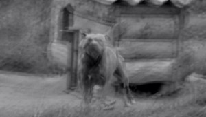 Vyšetrovateľ obvinil muža, ktorý obesil vlastného psa