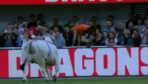 Nahnevaný býk pred zápasom naháňal rozcvičujúcich sa hráčov