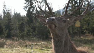 Jelene z Tatier končia v polepšovni. Niektorým prevýchova nepomohla