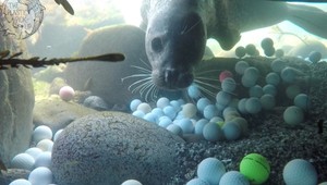 Z kalifornského zálivu Monterey vylovili 2,5 tony golfových loptičiek