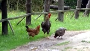 Patrí kohút a iné zvieratá do mesta? Susedia na to môžu mať iný názor ako vy