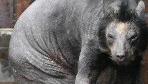 Článok o zmutovaných zvieratách v Černobyle je hoax