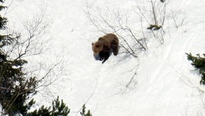 Srdcervúci príbeh s nešťastným koncom. Medveď, ktorého zachránili z potoka, napokon zimu neprežil