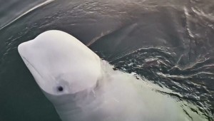 Špionážnu veľrybu zastrelili, tvrdia nórske mimovládne organizácie