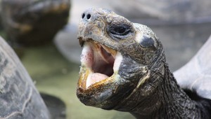 Golfový turnaj náhle prerušili, môže za to korytnačka...