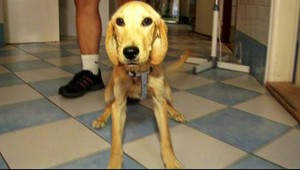 Majiteľka vyhodila psíka vo vreci na smetisko