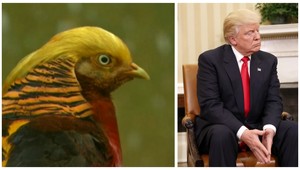 V Číne majú bažanta, ktorý vyzerá ako Trump