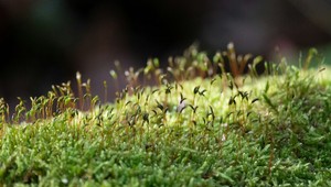 Objavili mach, ktorý dokáže prežiť na Marse