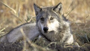 VIDEO: Banskobystričanovi sa podarilo zachytiť na kameru vlka dravého