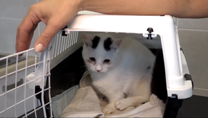 Šanca na nový domov je minimálna: Hendikepované zvieratá sú odsúdené na život v útulku