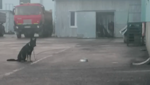 Boj o záchranu psíka: Kým inšpekcia Slobody zvierat hovorí o týraní, štátni veterinári vyhodnotili prípad ako neopodstatnený