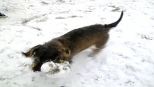 Hľadá sa fenka drôtosrstého jazvečíka