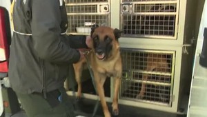 Majstrovstvá Slovenska v kynológii: Policajné psy pretekali v troch disciplínach