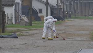 Slintačka a krívačka ničia farmy: Likvidácia posledných stád sa začína