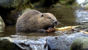 Záchranári mali zvláštnu misiu. Pokúšali sa zachrániť bobra na hlavnej ceste