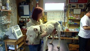 Dom týraných tvorov. Dogu vyhladovali takmer na smrť!