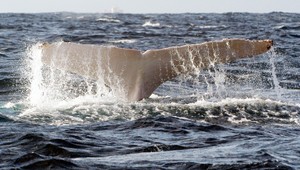 Bájna veľryba sa objavila pri pobreží Austrálie. Vedci sú si istí, že je to Migaloo