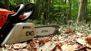 Medveď vystrašil lesných robotníkov. Pustili naštartované motorové píly a utiekli