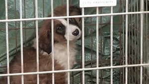 Polícia šteniatko z auta smrti nerieši?!