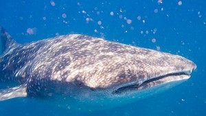 Na kajaku stretol 15-metrovú veľrybu. A mal kameru...