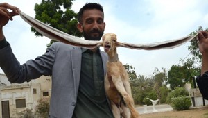 VIDEO: Kozliatko Simba sa pýši polmetrovými ušami