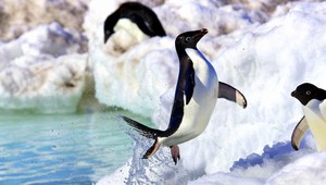 Tučniaky vraj nevedia lietať. Tieto fotografie to popierajú