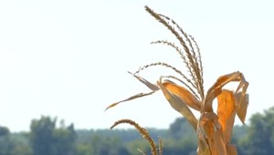 Klimatická situácia je kritická. Prognózy hydrometeorológov sú pre Slovensko desivé