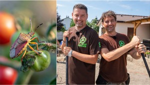 Bzdochy môžu kompletne zničiť vašu úrodu: Záhradkári, takto sa ich zbavíte raz a navždy!
