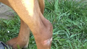 Jeden psík mŕtvy, druhý zranený. Dôchodkyňa obviňuje suseda