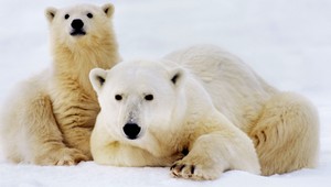 Mláďa medveďa bieleho učarovalo návštevníkom ZOO