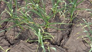 Čaká nás extrémne suché leto. Majitelia záhrad by si mali vytvoriť zásoby dažďovej vody