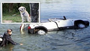 VIDEO. Pes je najlepší priateľ... Ale mizerný šofér!