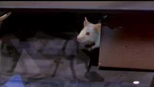 Symbol korupcie a podvodov. Potkany vystrašili zákonodarcov v senáte