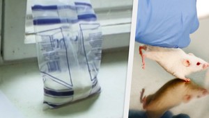 Pozostatky hlodavca v cukre? Na Slovensku je to možné...